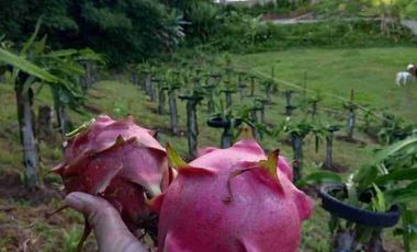 Farm Lot 21,456 sqm w/ fish pond 200 post dragon fruit for sale in Lucban Quezon