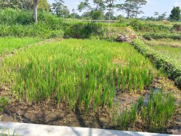 Sawah Murah Dekat Pasar Durian Kemalang, Klaten