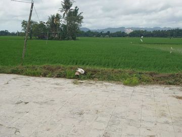 DIJUAL GUDANG + SAWAH SATU HAMPARAN MAROS MAKASSAR