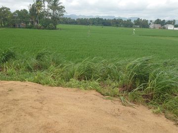 DIJUAL GUDANG + SAWAH SATU HAMPARAN MAROS MAKASSAR