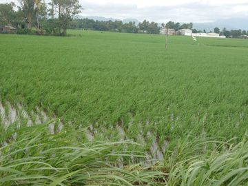 DIJUAL GUDANG + SAWAH SATU HAMPARAN MAROS MAKASSAR