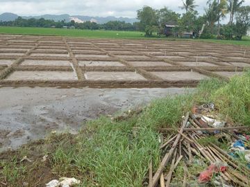 DIJUAL GUDANG + SAWAH SATU HAMPARAN MAROS MAKASSAR