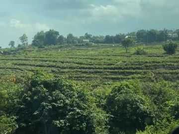 DIJUAL CEPAT TANAH – TANJUNG KENONGO, PACET, MOJOKERTO
