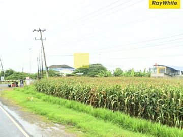 DIjual Tanah di Kalianda, lampung Selatan (kode : MEL-ALF 3595)