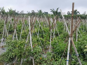 dijual lahan pinggir jalan 5Ha cocok untuk berkebun / wisata