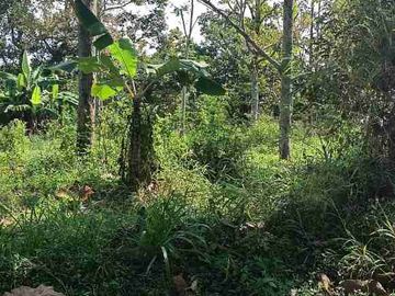 DI JUAL PEKARANGAN ZONA PERUMAHAN PACET B.U