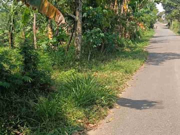 Di jual pekarsngan pacet ada pohon buah durian
