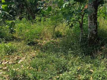 Di jual pekarsngan pacet ada pohon buah durian