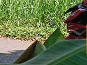 Di jual pekarsngan pacet ada pohon buah durian
