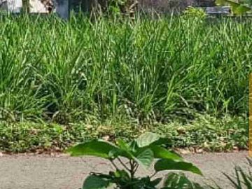 Di jual pekarsngan pacet ada pohon buah durian