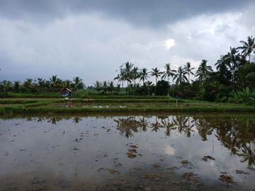 DIJUAL TANAH SELUAS 5.615 M² DI PETANG, BADUNG