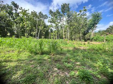 jual tanah subur murah di Grogol Bejiharjo Gunungkidul dekat kota shm