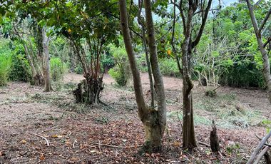 Farm Lot For Sale in Silang Cavite-MC