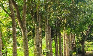 Farm Lot For Sale in Tagaytay City-MC