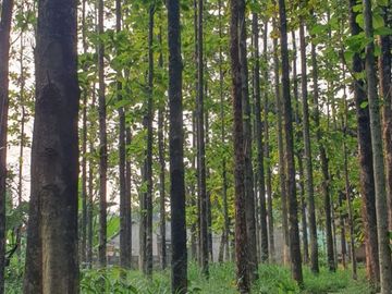 DIJUAL TANAH 5.046 m² BONUS POHON JATI DI LEUWINANGGUNG, TAPOS DEPOK BELAKANG RAFLESS HILLS