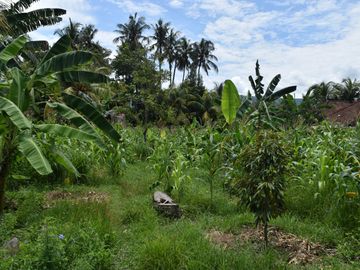 Dijual Tanah di Buleleng Dekat Pantai Lovina