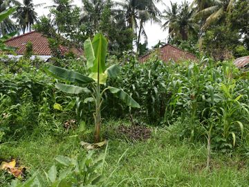 Dijual Tanah di Buleleng Dekat Pantai Lovina