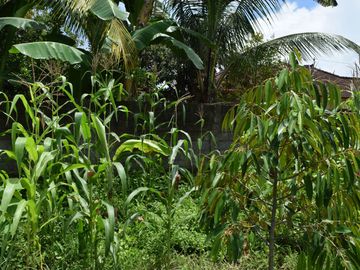 Dijual Tanah di Buleleng Dekat Pantai Lovina