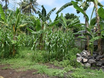 Dijual Tanah di Buleleng Dekat Pantai Lovina