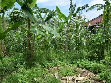 Dijual Tanah di Buleleng Dekat Pantai Lovina