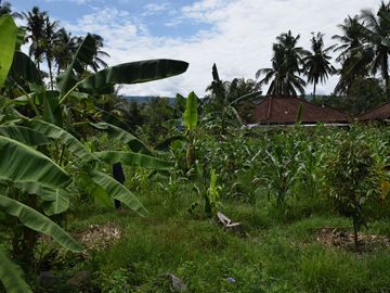 Dijual Tanah di Buleleng Dekat Pantai Lovina