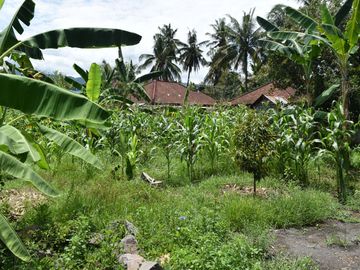Dijual Tanah di Buleleng Dekat Pantai Lovina