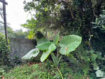 Tanah jungle view dekat RS. Sanjiwani dan Tibumana Waterfall