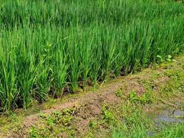 Tanah View sawah di Tegal Mengkeb tabanan  dekat Villa complex