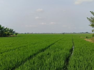 TERMURAH DIJUAL TANAH DI DAERAH SUBANG AKSES LANGSUNG KE JALAN NASIONAL