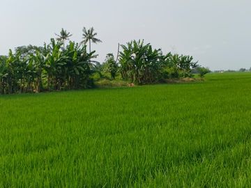 TERMURAH DIJUAL TANAH DI DAERAH SUBANG AKSES LANGSUNG KE JALAN NASIONAL