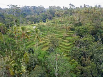 Tanah 12,6 Hektar View Jungle Valley Ubud Payangan