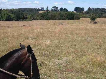 campo ganaderos en venta 250 hectáreas