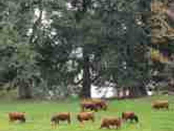 campo ganaderos en venta 250 hectáreas
