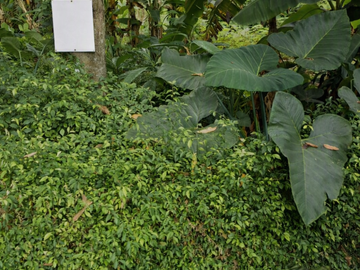 DIJUAL KAVLING DI BELAKANG WISMA BCA BSD FORESTA