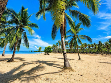 1.6 Hectare Prime Farm Lot for Sale in San Andres, Quezon | Near Highway & Tourist Spots