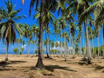 1.6 Hectare Prime Farm Lot for Sale in San Andres, Quezon | Near Highway & Tourist Spots