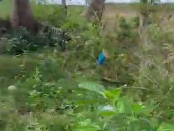 Agricultural Lot for Sale Brgy. Cahil, Calaca City 1 Hectare