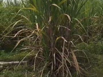 Dijual Lahan Pacing Mojokerto