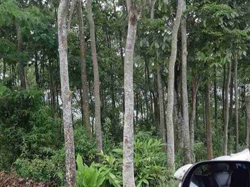 Di jual tanah kebun lokasi nagreg kab Bandung