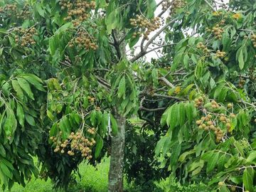 Tanah 2,3H Di Jeruksawit Gondangrejo Ada Kebun Buah Produktif