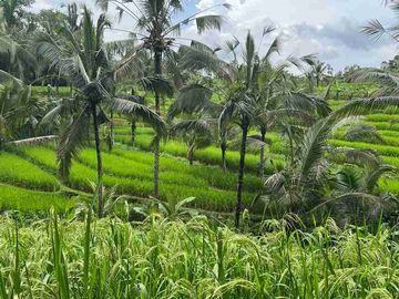jual tanah kebun view sawah cantik di penebel tabanan bali