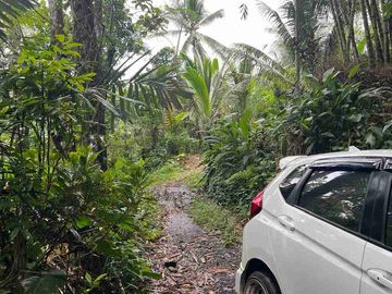 jual tanah kebun view sawah cantik di penebel tabanan bali