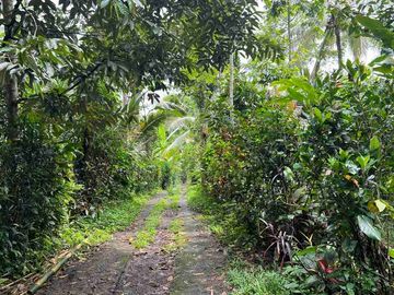 jual tanah kebun view sawah cantik di penebel tabanan bali