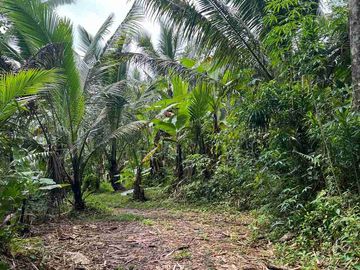 jual tanah kebun view sawah cantik di penebel tabanan bali