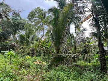 jual tanah kebun view sawah cantik di penebel tabanan bali