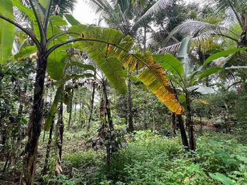 jual tanah kebun view sawah cantik di penebel tabanan bali