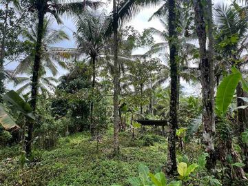 jual tanah kebun view sawah cantik di penebel tabanan bali