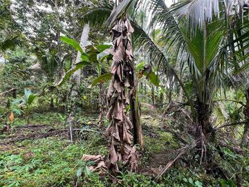 jual tanah kebun view sawah cantik di penebel tabanan bali