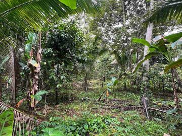 jual tanah kebun view sawah cantik di penebel tabanan bali