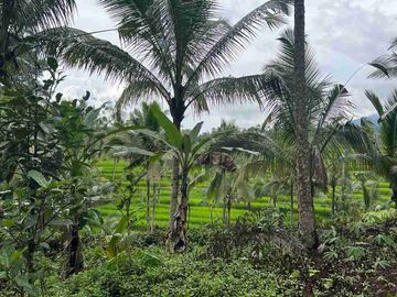 jual tanah kebun view sawah cantik di penebel tabanan bali